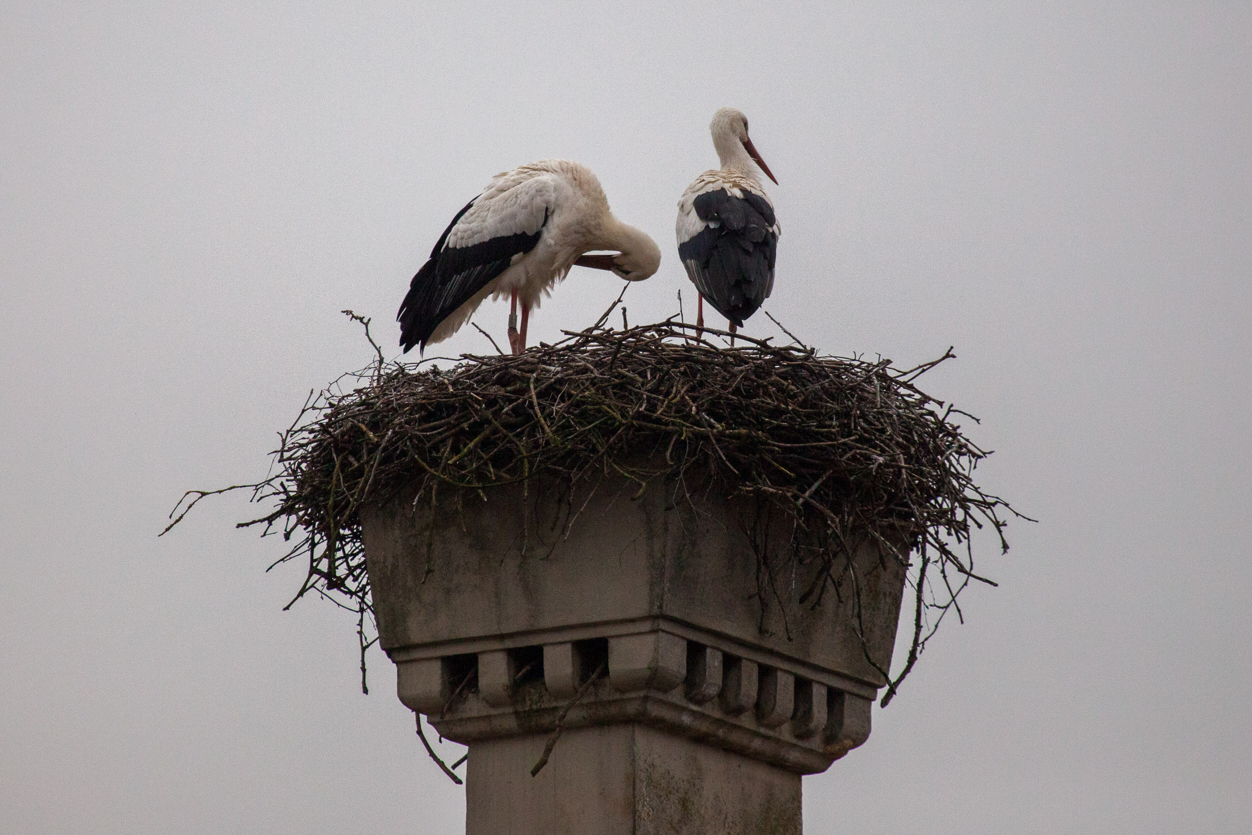 20110313161728 IMG 7363